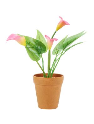 wonderland calla lily with plastic pot (set of 2) - 15441090 - Standard Image - 3