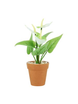 wonderland anthurium with plastic pot in white (set of 2) - 15441092 - Standard Image - 3