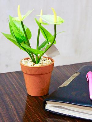 wonderland anthurium with plastic pot in white (set of 2) - 15441092 - Standard Image - 6