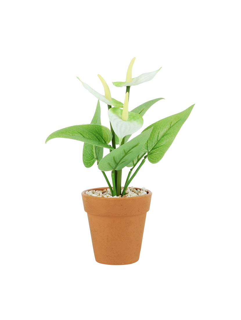 wonderland anthurium with plastic pot in white (set of 2) - 15441092 - Zoom Image - 3