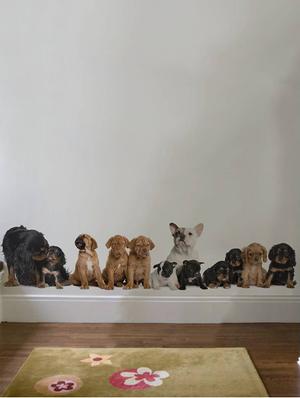 Rawpockets Wall Decals ' Living Room Group Of Dogs ' Wall stickers (PVC Vinyl) Multicolour - 15733878 - Standard Image - 3