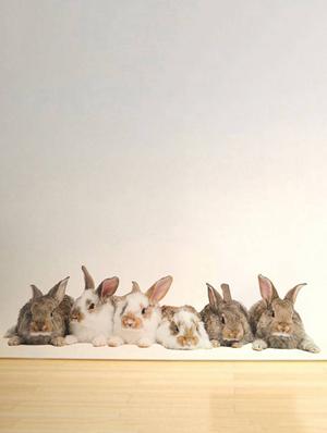 Rawpockets Wall Decals ' Living Room Group Of Rabbit ' Wall stickers (PVC Vinyl) Multicolour - 15733879 - Standard Image - 3