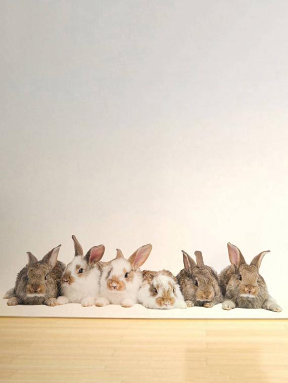 Rawpockets Wall Decals ' Living Room Group Of Rabbit ' Wall stickers (PVC Vinyl) Multicolour - 15733879 - Zoom Image - 3