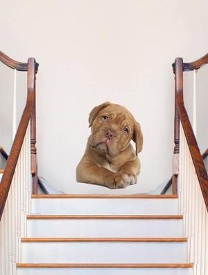 Rawpockets Wall Decals ' Living Room Cute Dog Pose ' Wall stickers (PVC Vinyl) Multicolour - 15733895 - Standard Image - 3