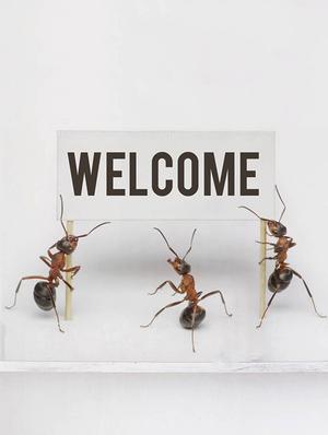 Rawpockets Wall Decals ' Welcome by Ants ' Wall stickers (PVC Vinyl) Multicolour - 15733896 - Standard Image - 3