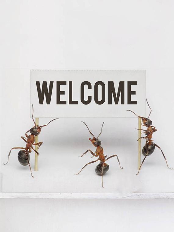 Rawpockets Wall Decals ' Welcome by Ants ' Wall stickers (PVC Vinyl) Multicolour - 15733896 - Zoom Image - 3