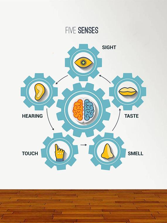 Rawpockets Wall Decals ' Five Senses?Chart ' Wall stickers (PVC Vinyl) Multicolour - 15734168 - Zoom Image - 3