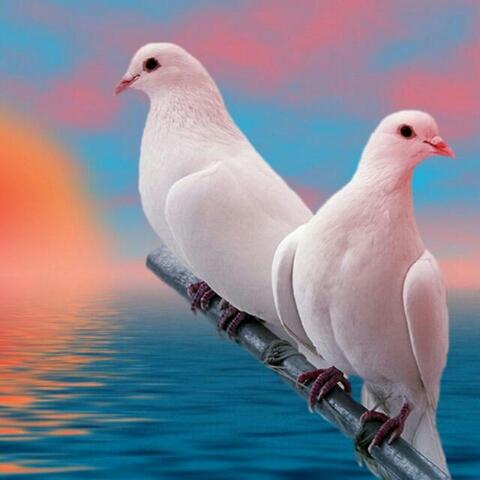 Ch.Sumapriyanka.1997@Gmail.Com