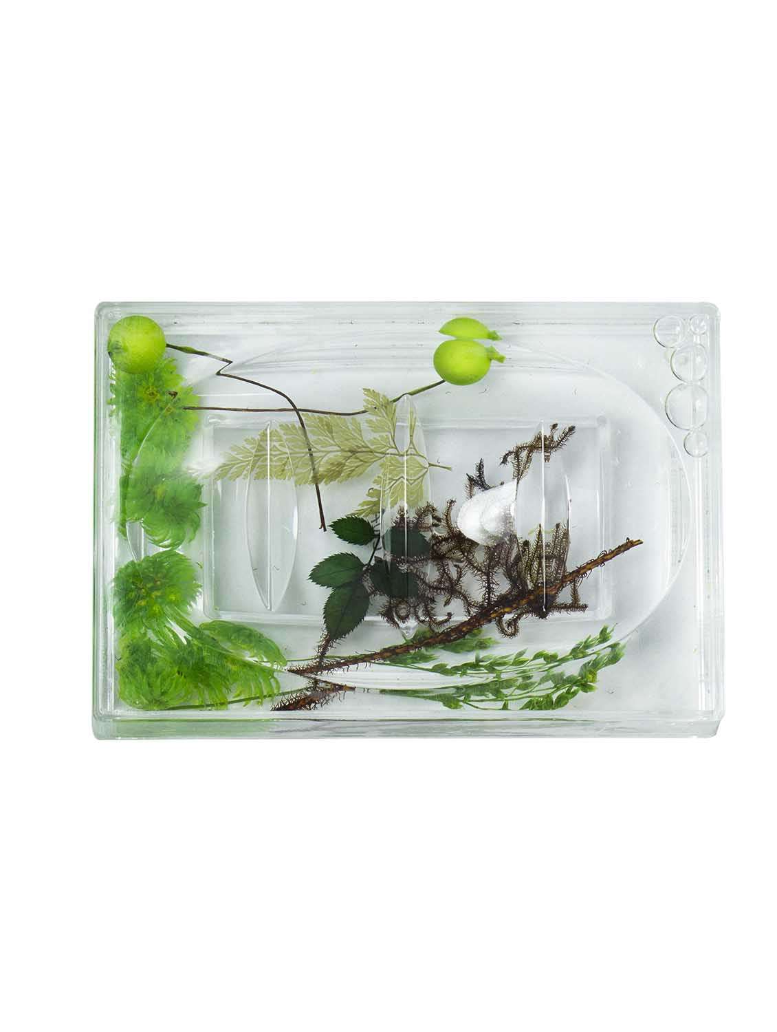 polo lifetime always rectangular acrylic royal soap dish - green leaves potpourri