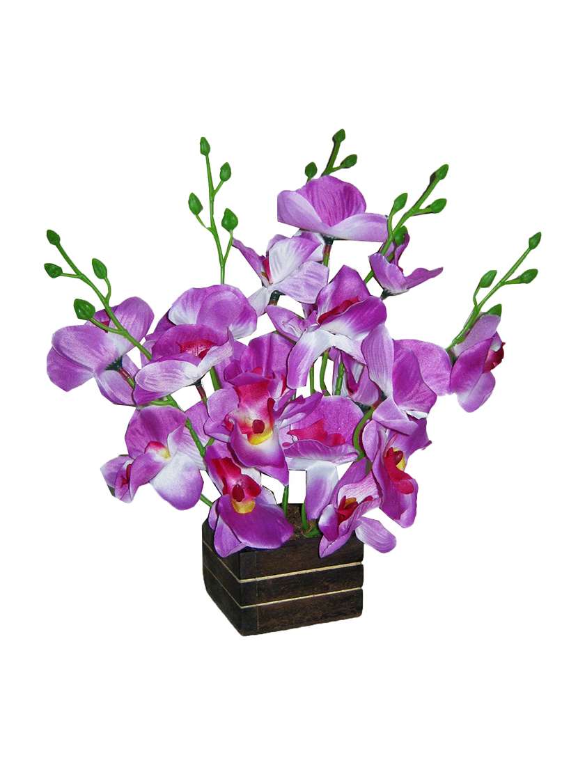 loxiaa purple orchid flower with pot