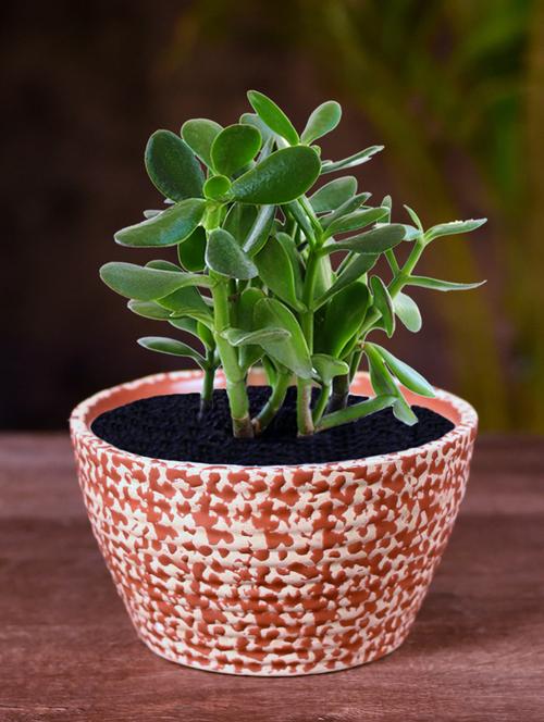 ceramic red oval polka dot table top planter - 16139756 -  Standard Image - 0