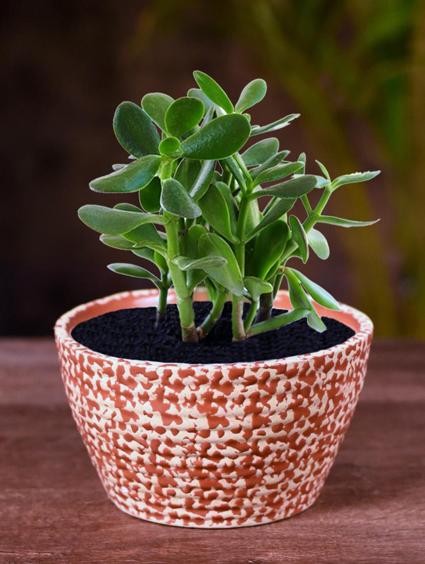 ceramic red oval polka dot table top planter - 16139756 -  Zoom Image - 0