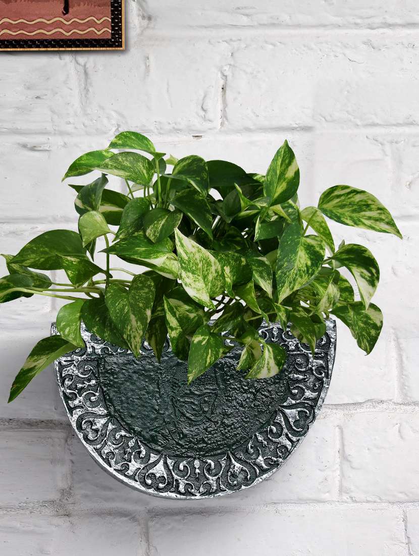 semi circle planter u shape  metalic silver & green wall mount plant hanger