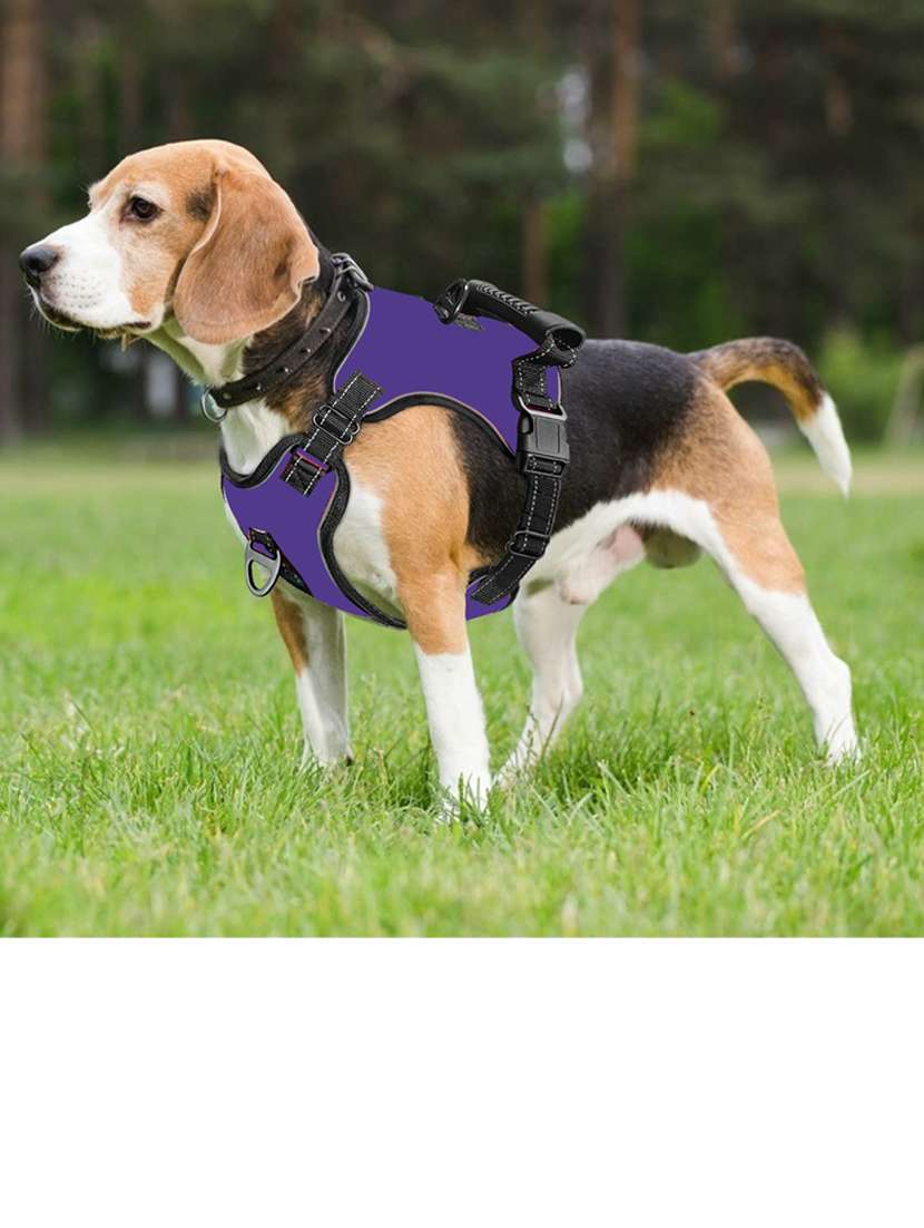 purple nylon harnes - 18692057 -  Standard Image - 2