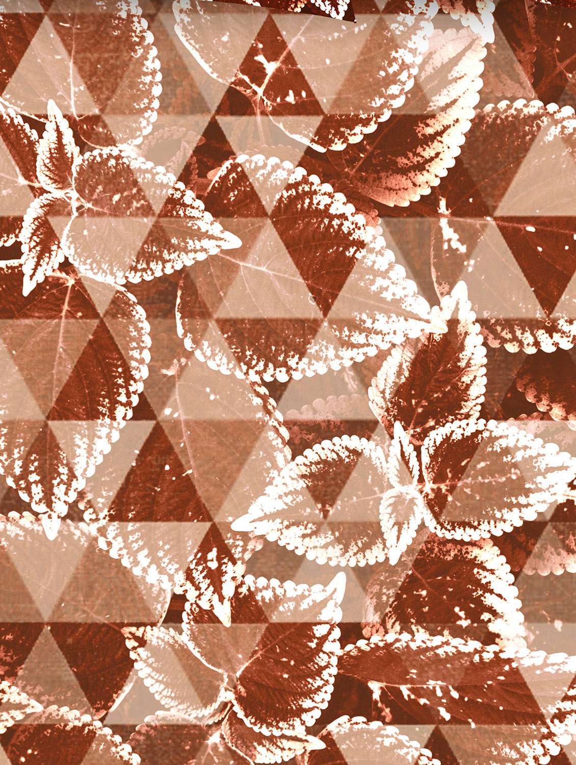 triton double bedshseet set king size cotton maroon colour - 18702770 -  Standard Image - 2