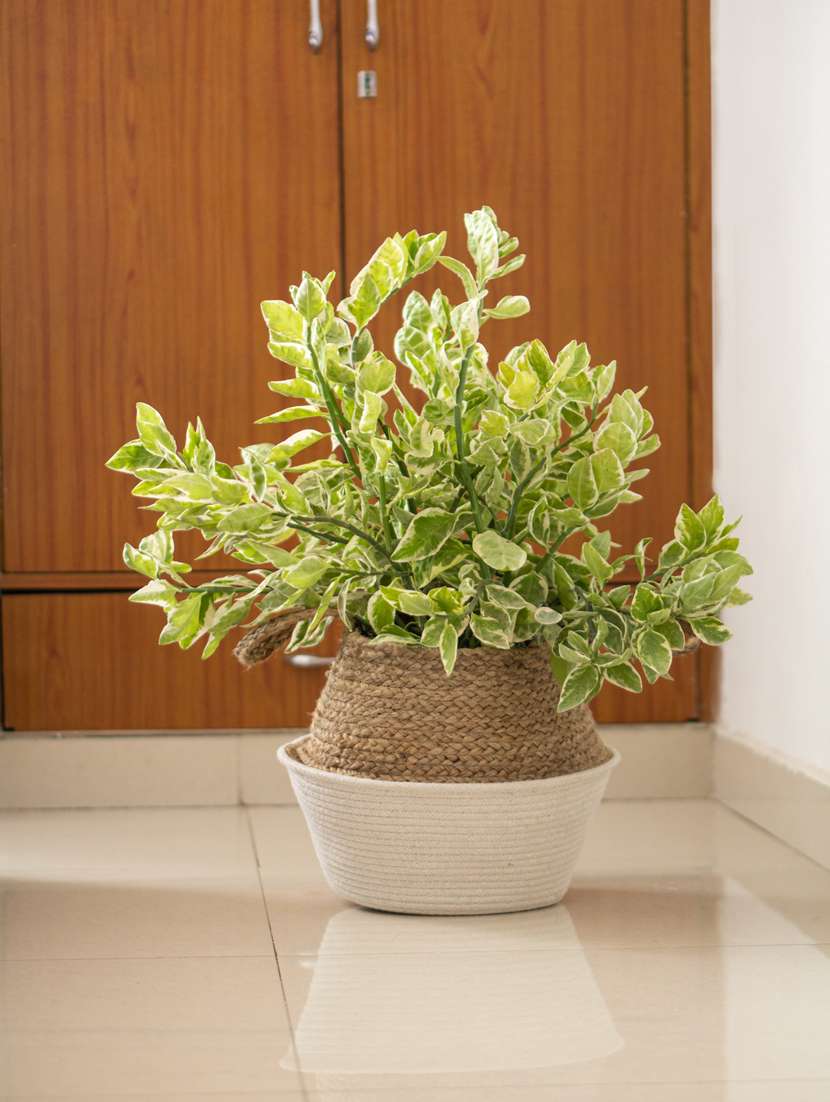 brown & white pots & planters